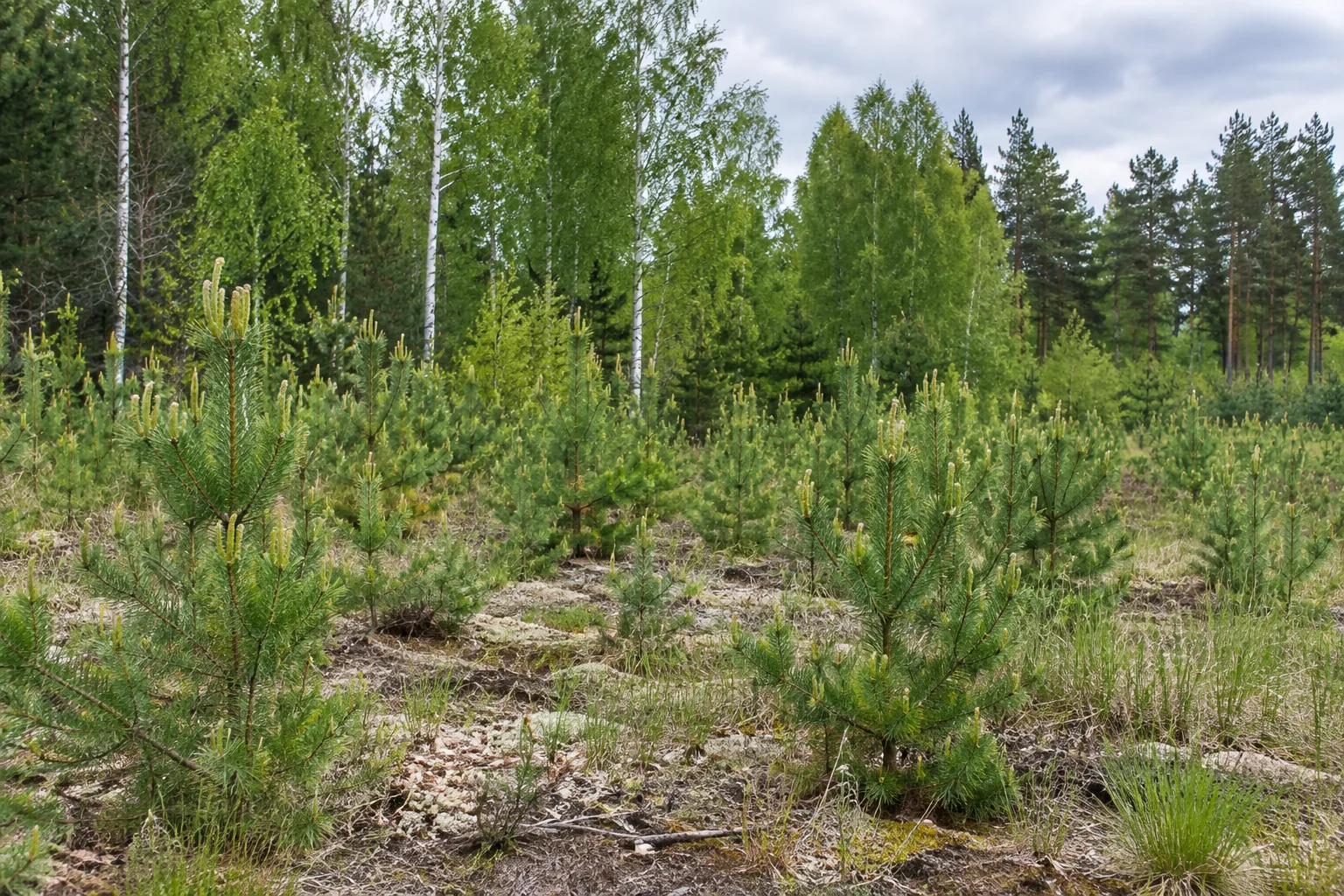 Augantis jaunas pušų medynas